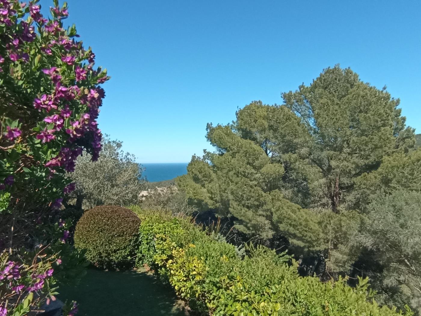 Sea Pine in Begur