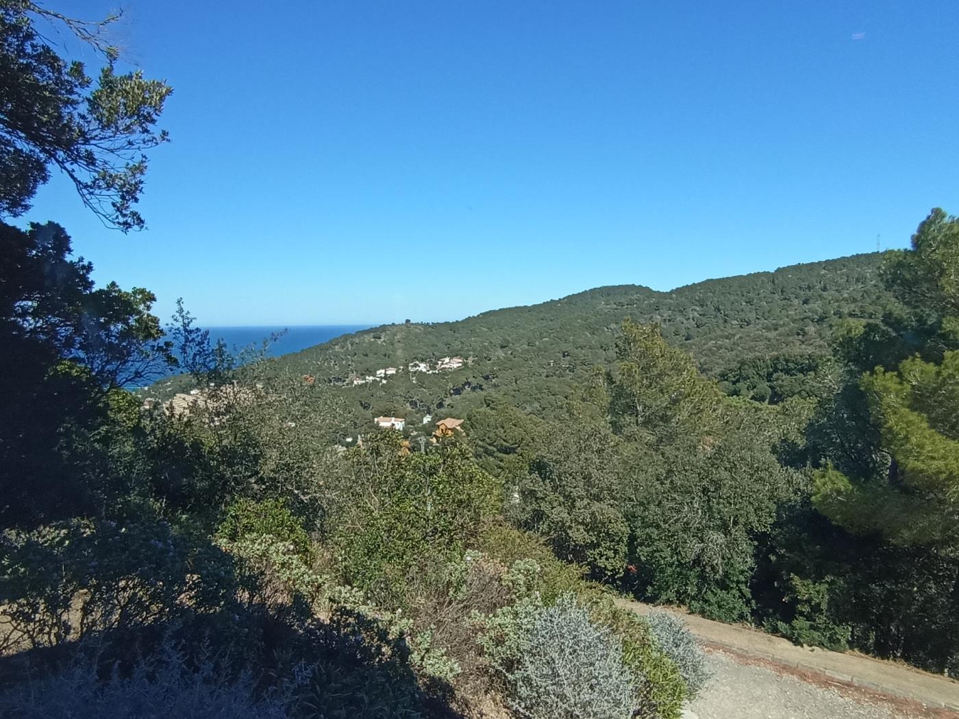 Sea Pine in Begur