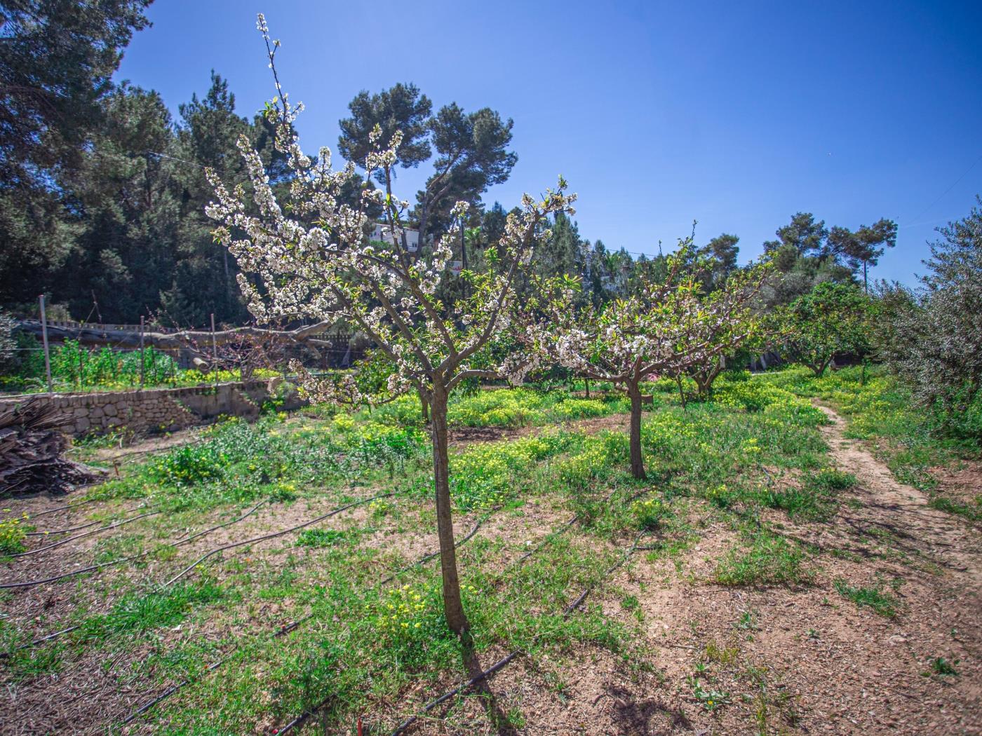 Casa de Campo Cala Bassa en Sant Josep de sa Talaia